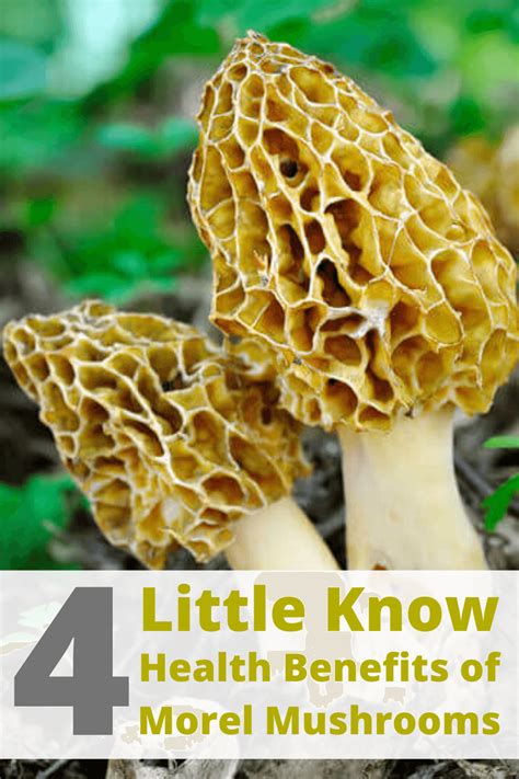 about curative mushrooms. . Curative mushroomscom
